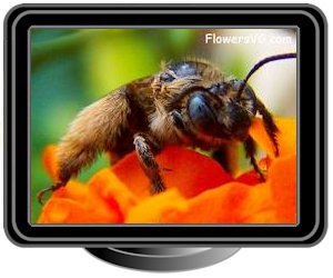 brown mining ground bee