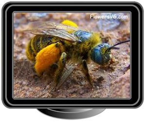 ground bee with yellow pollen on legs