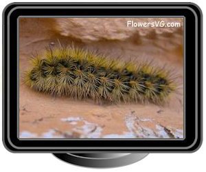 black gold caterpillar