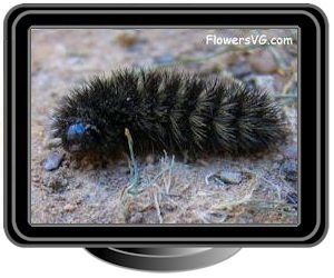 black hairy caterpillar