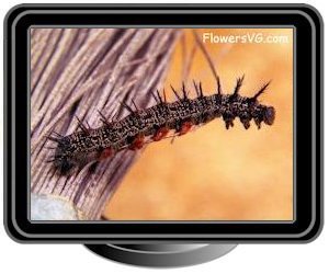 black red hairy caterpillar