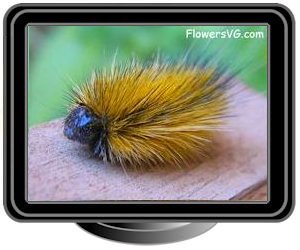 yellow black gold caterpillar