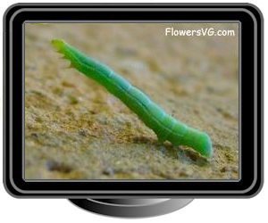 small green inchworm caterpillar