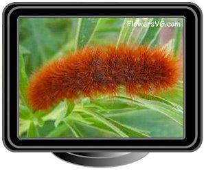 orange hairy fuzzy caterpillar