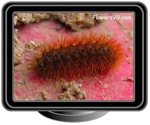 orange fuzzy caterpillar