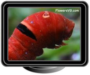 black red caterpillar