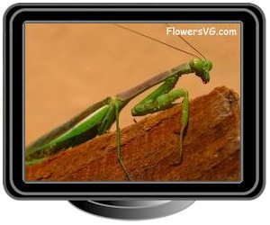 dark green prayingmantis insect