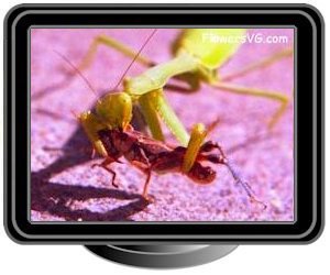 preying mantis eating