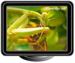 preying mantis eating insect bug