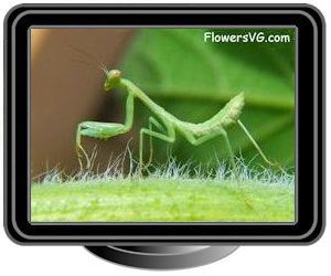 small preying mantis