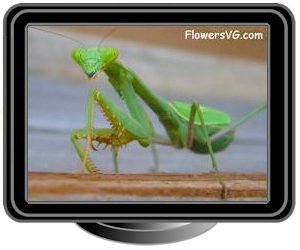 green preyingmantis