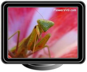 preying mantis green and maroon