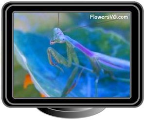 purple green preying mantis