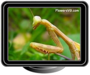 preyingmantis tan green