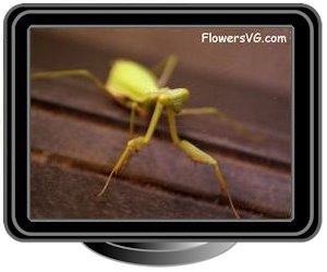 yellow and green preying mantis