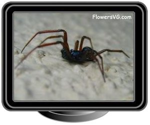 spider black brown