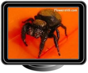 brown jumping spider