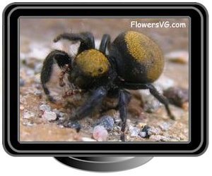 brown backed jumping spider