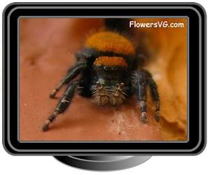 black orange back jumping spider