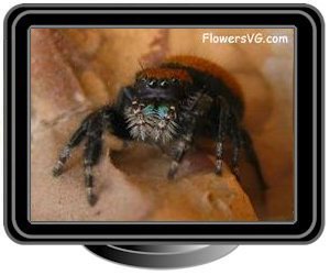 orange black jumping spider