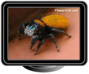 black and orange jumpingspider
