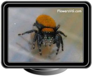 orange jumping spider