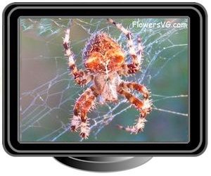 orb weaver spider