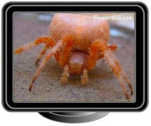 orange potato spider