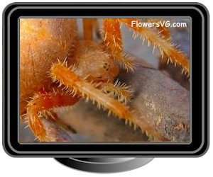 large orange spider on spider thread