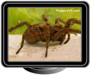 brown wolf spider