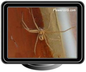 white wolf spider