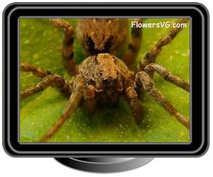 wolf spider