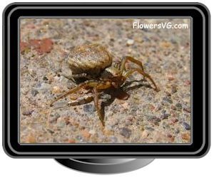brown crabspider
