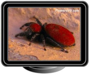 black red backed jumping spider