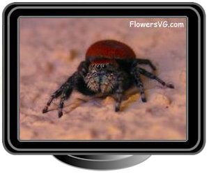 red black jumping spider