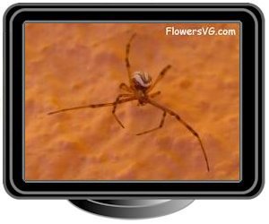 western widow spider