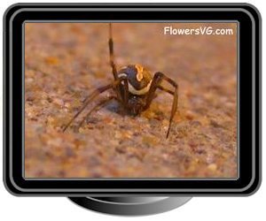 western male widow spider