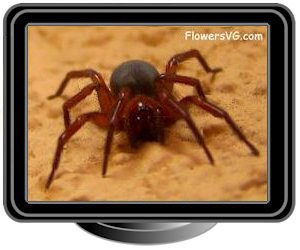 sow bug killer spider