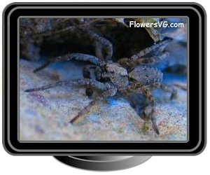 grey wolf spider