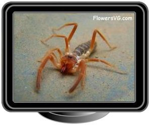 camel spider