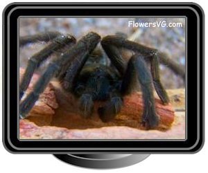 black red tarantula