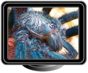 dark green tarantula