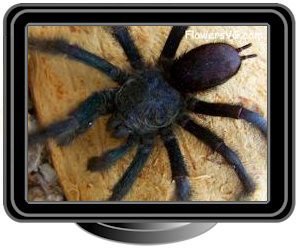 dark green tarantula