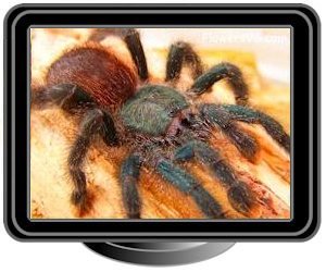 green black tarantula