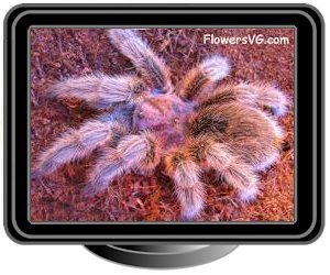 large rose hair tarantula