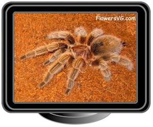 maroon spider tarantula