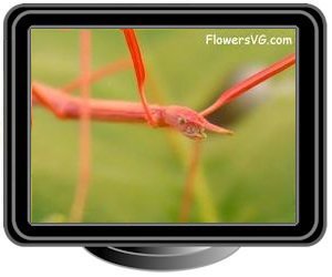 pink red walkingstick