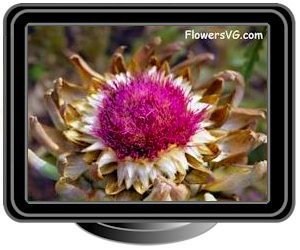 artichoke flowers purple