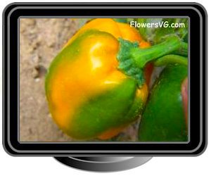 bellpepper green orange