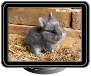 grey baby bunny rabbit